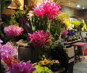 Plants Crowded into a Seedy Place