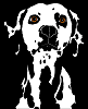 Our Mascot, a Dalmation